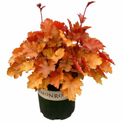 Heuchera NORTHERN EXPOSURE™ 'Amber'