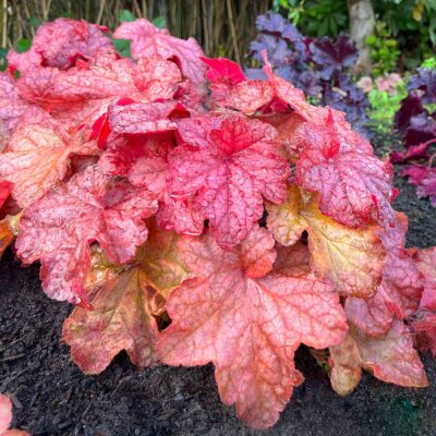 Heuchera 'Peach Smoothie'