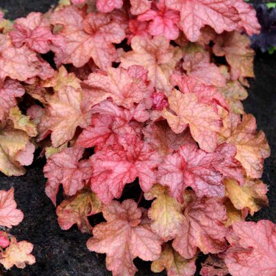 Heuchera 'Peach Smoothie'