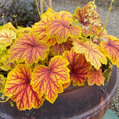 Heuchera 'Red Lightning'