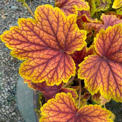 Heuchera 'Red Lightning'