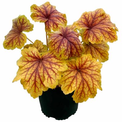 Heuchera 'Red Lightning'