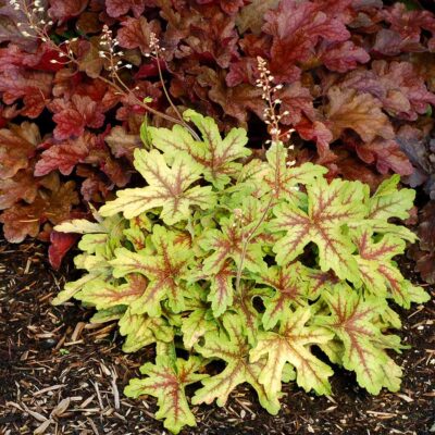 Heucherella 'Alabama Sunrise'