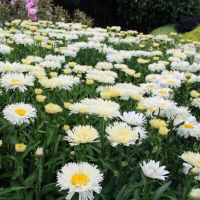 Leucanthemum 'Coconut'