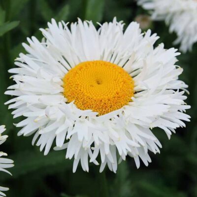 Leucanthemum 'Coconut'