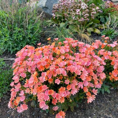 Lewisia CONSTANT™ 'Coral'