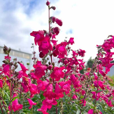 Penstemon 'Parade of Parrots'