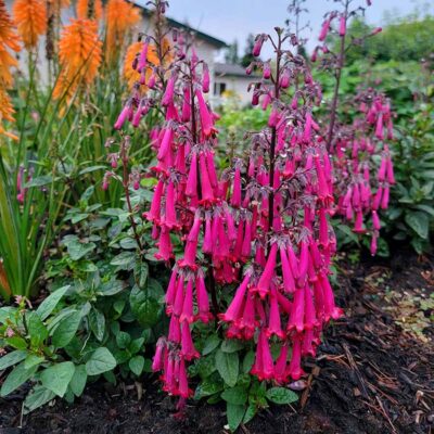 Phygelius COLORBURST™ 'Rose'