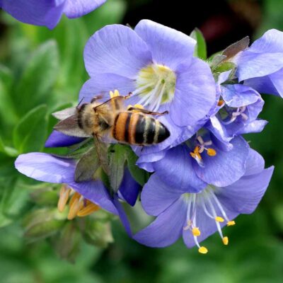 Polemonium 'Hurricane Ridge'