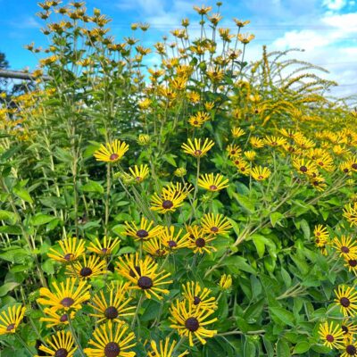 Rudbeckia 'Little Henry'