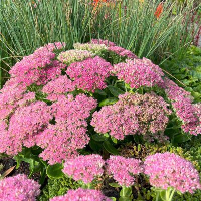 Sedum 'Hot Stuff'