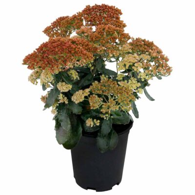 Sedum 'Mocha Magic'