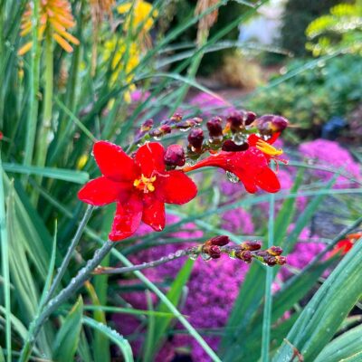 Crocosmia NOVA® 'Dragonfire'