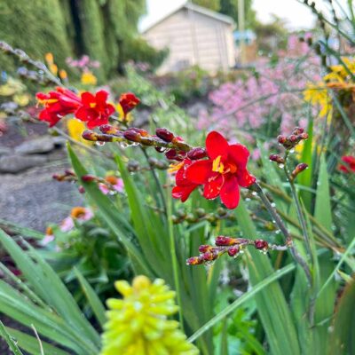 Crocosmia NOVA® 'Dragonfire'