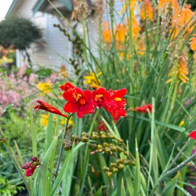 Crocosmia NOVA® 'Dragonfire'