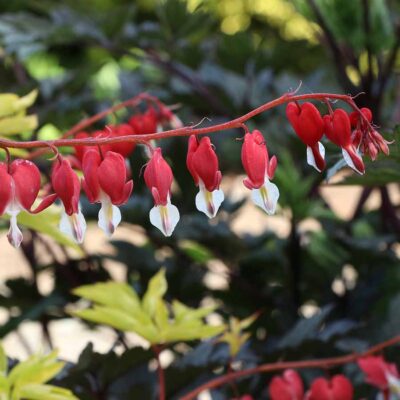 Dicentra 'Ruby Gold'