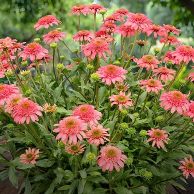 Echinacea CARA MIA™ 'Seashell'