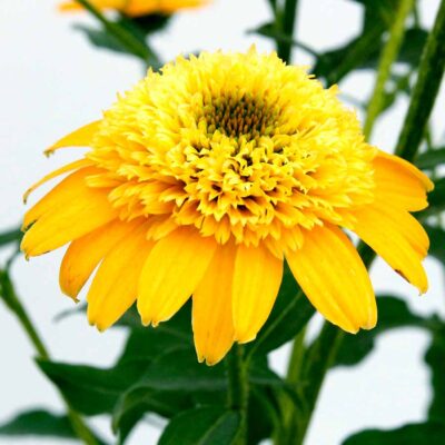 Echinacea DELIGHTFUL™ 'Gold'