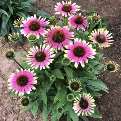 Echinacea 'French Tips'