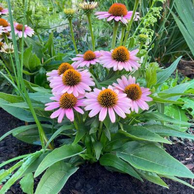 Echinacea 'French Tips'