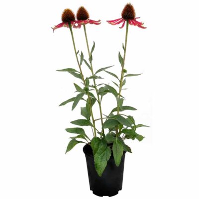 Echinacea PRIMA™ 'Spider'