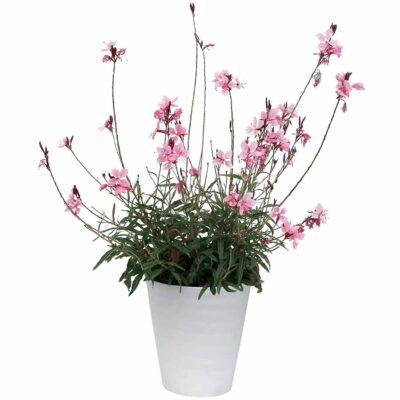 Gaura CONFETTI™ 'Pink'