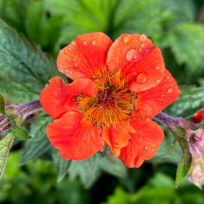 Geum RUSTICO™ 'Orange'