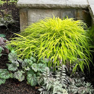 Hakonechloa 'All Gold'