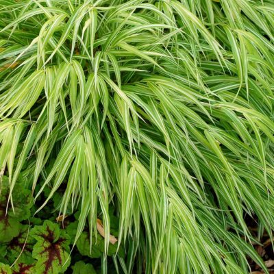 Hakonechloa 'Stripe it Rich'