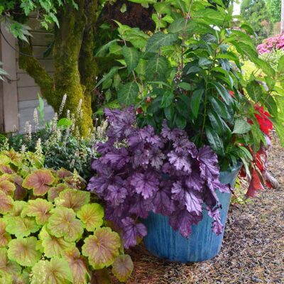 Heuchera 'Georgia Plum'