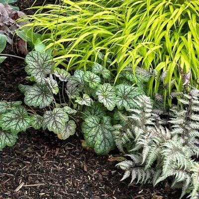 Heuchera 'Green Spice'