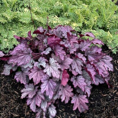 Heuchera 'Spellbound'