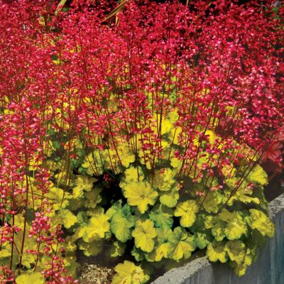 Heuchera LITTLE CUTIES™ 'Sweet Tart'