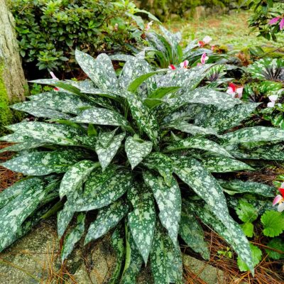 Pulmonaria 'Trevi Fountain'