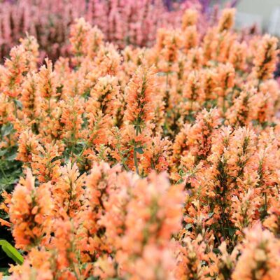 Agastache 'Peach Pearl'