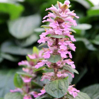 Ajuga NOVA® 'Pink'