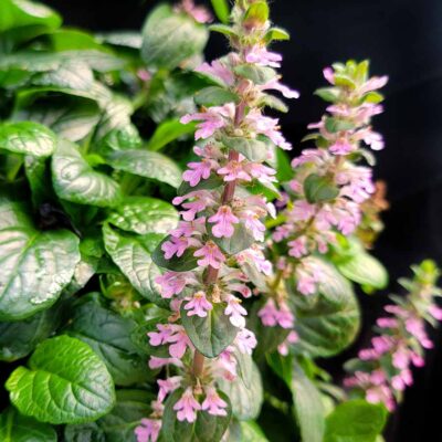 Ajuga NOVA® 'Pink'