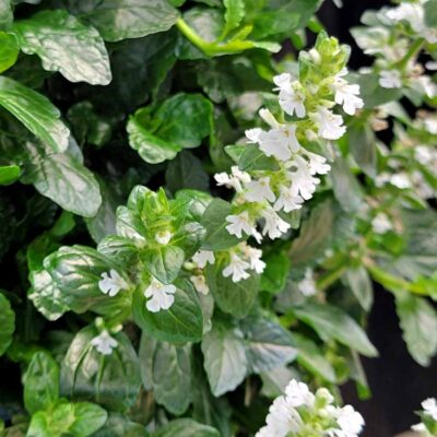 Ajuga NOVA® 'White'