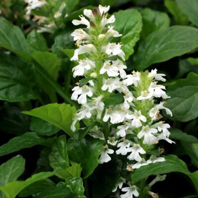 Ajuga NOVA® 'White'