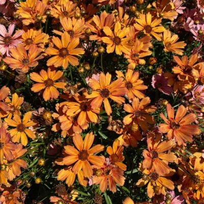 Coreopsis NOVA® 'Amber'