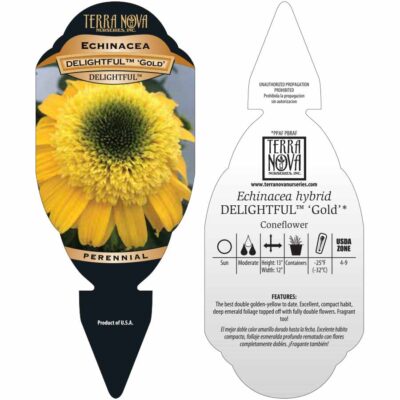 Echinacea DELIGHTFUL™ 'Gold' - Tag