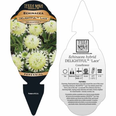 Echinacea DELIGHTFUL™ 'Lace' - Tag