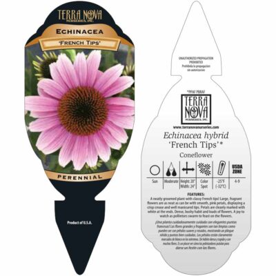 Echinacea 'French Tips' - Tag