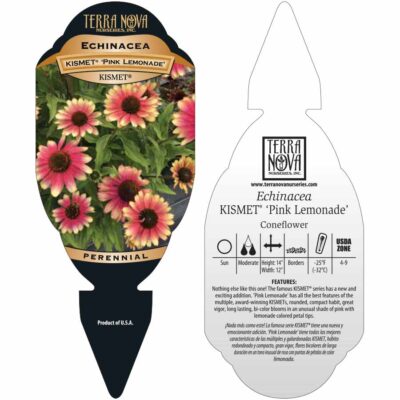 Echinacea KISMET® 'Pink Lemonade' - Tag