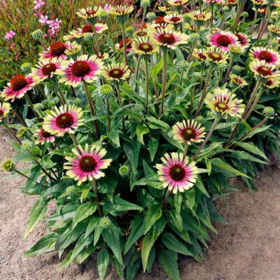 Echinacea PRIMA™ 'Aura'