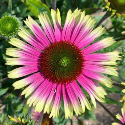 Echinacea PRIMA™ 'Aura'