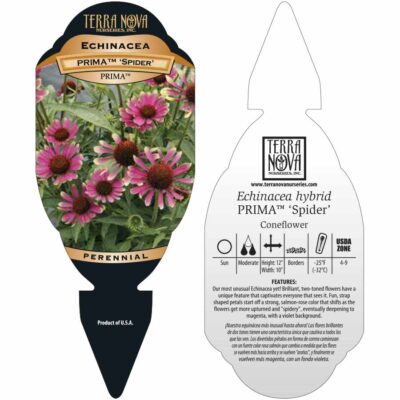 Echinacea PRIMA™ 'Spider' - Tag