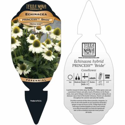 Echinacea PRINCESS™ 'Bride' - Tag