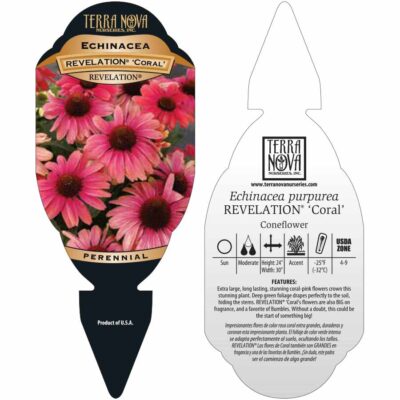 Echinacea REVELATION® 'Coral' - Tag