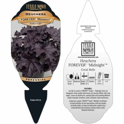 Heuchera FOREVER® 'Midnight' - Tag